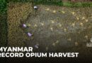 Myanmar opium production: War-displaced turn to poppy cultivation to survive