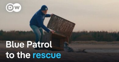 On patrol with Poland’s baby seal rescuers | Focus on Europe