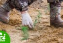 Reforestation Does Not Begin With Planting Trees