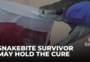 Search for a universal antidote: Volunteer takes snake bites for scientific research