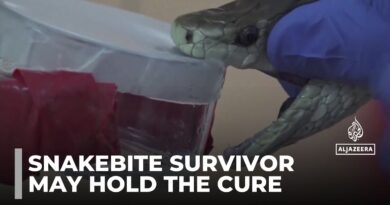 Search for a universal antidote: Volunteer takes snake bites for scientific research