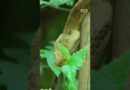 Snake Island: The most venomous place on Earth | 60 Minutes Australia