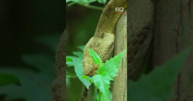 Snake Island: The most venomous place on Earth | 60 Minutes Australia