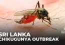 Sri Lanka faces worst Chikungunya outbreak in 20 years as climate change fuels mosquito spread