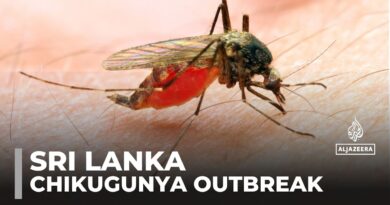 Sri Lanka faces worst Chikungunya outbreak in 20 years as climate change fuels mosquito spread