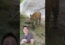 This video saved a jaguar