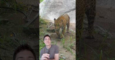 This video saved a jaguar