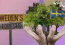 Who Owns Sweden’s Forests?