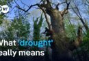 Why drought means more than just “no rain” | DW News