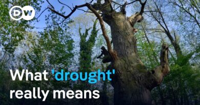 Why drought means more than just “no rain” | DW News