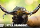 Why Indonesia’s Mud Crab Industry Could Go Extinct | Still Standing | Business Insider