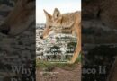 Why San Francisco Is Divided Over Coyotes