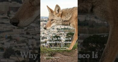 Why San Francisco Is Divided Over Coyotes