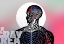 Your brain’s role in your politics | The Gray Area