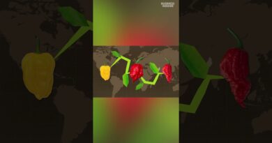 Ed Curry created the #carolinareaper by breeding a #ghostpepper and a #habeneropepper.
