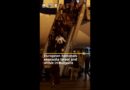 Foreign nationals evacuated from Israel arrive in Bulgaria | AJ #shorts