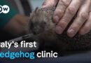 One man’s mission to save Europe’s hedgehogs | Focus on Europe
