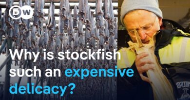 Stockfish: A prized but pricey delicacy from Norway | DW News