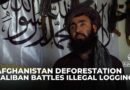 Taliban’s ‘green force’ battles illegal logging in Afghanistan’s vanishing forests