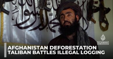 Taliban’s ‘green force’ battles illegal logging in Afghanistan’s vanishing forests
