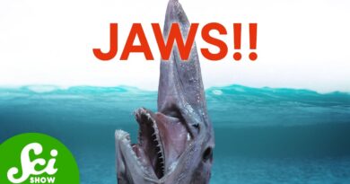 The 7 Weirdest Jaws in the Water