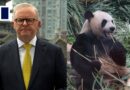 Australian PM Albanese talks pandas and trade deals in China