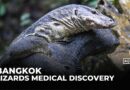 Bangkok’s big city lizards: Prehistoric reptiles could help treat cancer