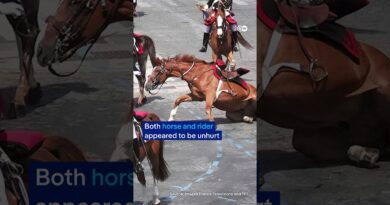 Breakaway horses at Bastille Day parade | DW News
