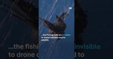 Catching Russian drones in fishing nets | DW News