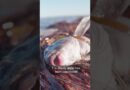 Deadly algae kills around 14,000 marine animals in South Australia