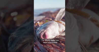 Deadly algae kills around 14,000 marine animals in South Australia