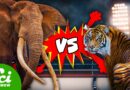Elephant vs. Tiger and 4 Other Animal Fights