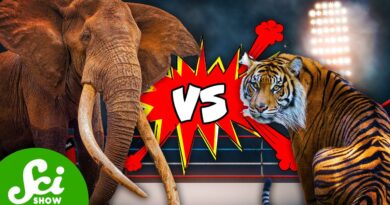 Elephant vs. Tiger and 4 Other Animal Fights