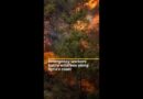 Emergency workers battle wildfires in Syria | AJ #shorts