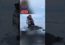 Fact check: Polar Bear Hoax – How a fake site framed Merz in viral clip | DW News
