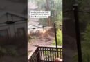 House Swept Away in New Mexico Floodwaters