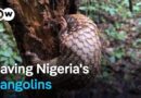 How Nigeria has become a model against pangolin trafficking | DW News