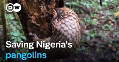 How Nigeria has become a model against pangolin trafficking | DW News
