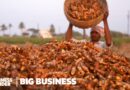 India Grows 80% Of The World’s Turmeric. So Why Are Farmers Struggling? | Big Business