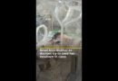 Israel kills mother as doctors try to save her newborn in Gaza | AJ #shorts