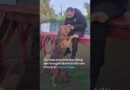 Italy outraged over killing of police dog Bruno | DW News
