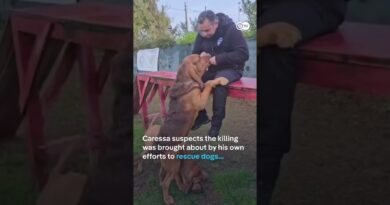Italy outraged over killing of police dog Bruno | DW News