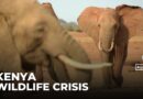 Kenya’s elephant wreak havoc: Thousands seek compensation for damages to crops