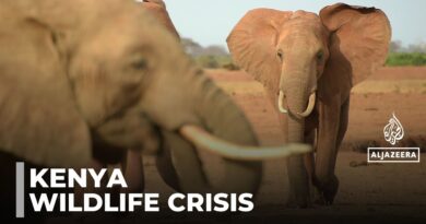 Kenya’s elephant wreak havoc: Thousands seek compensation for damages to crops