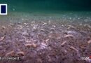 Life finds a way in the deepest ocean trenches