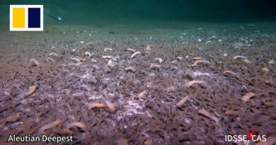 Life finds a way in the deepest ocean trenches