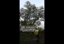 Men sentenced for felling England’s ‘Sycamore Gap’ tree | #ajshorts