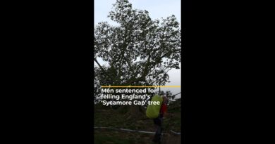 Men sentenced for felling England’s ‘Sycamore Gap’ tree | #ajshorts