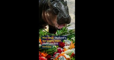 Moo Deng, Thailand’s star pygmy hippo, celebrates first birthday