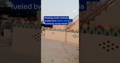 Pet lion attacks woman and children on a street in Lahore | DW News